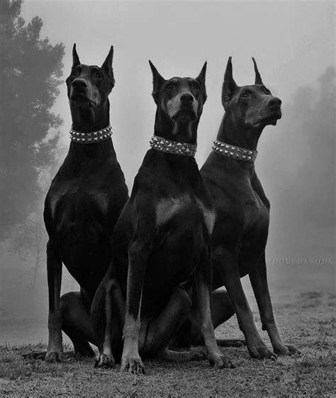 The all-black <b>Doberman</b> isn’t considered an element in the “breed standard” by the. . Doberman aesthetic